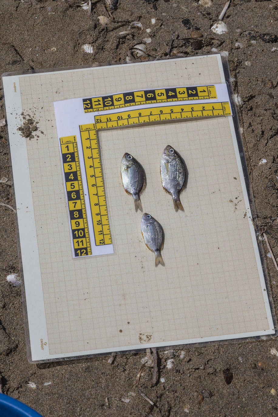 Fotos: Hallan por quinto día consecutivo peces muertos en varias playas de La Manga