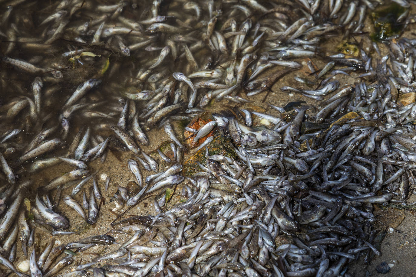 Fotos: Hallan por quinto día consecutivo peces muertos en varias playas de La Manga