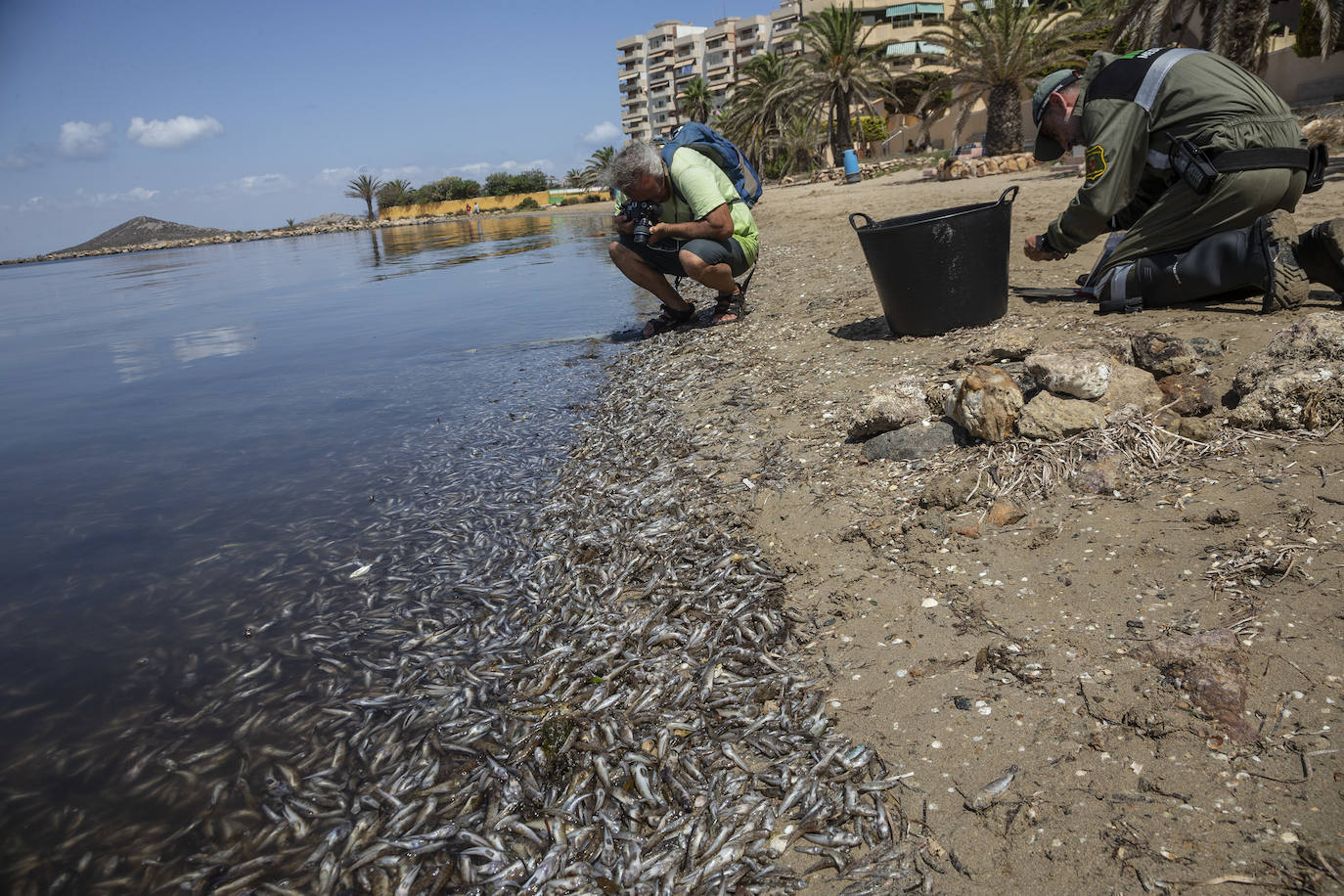 Fotos: Hallan por quinto día consecutivo peces muertos en varias playas de La Manga