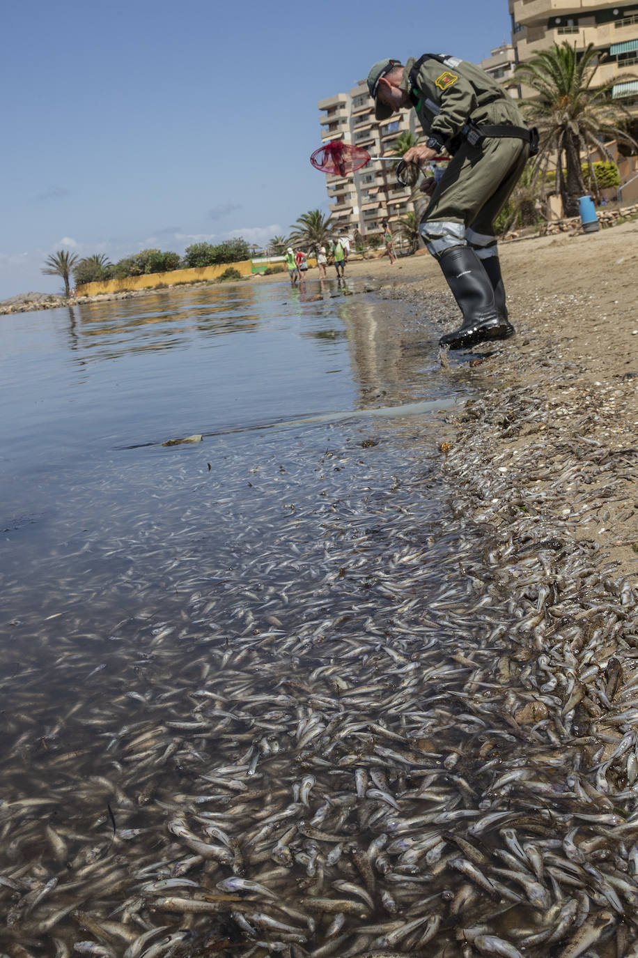 Fotos: Hallan por quinto día consecutivo peces muertos en varias playas de La Manga
