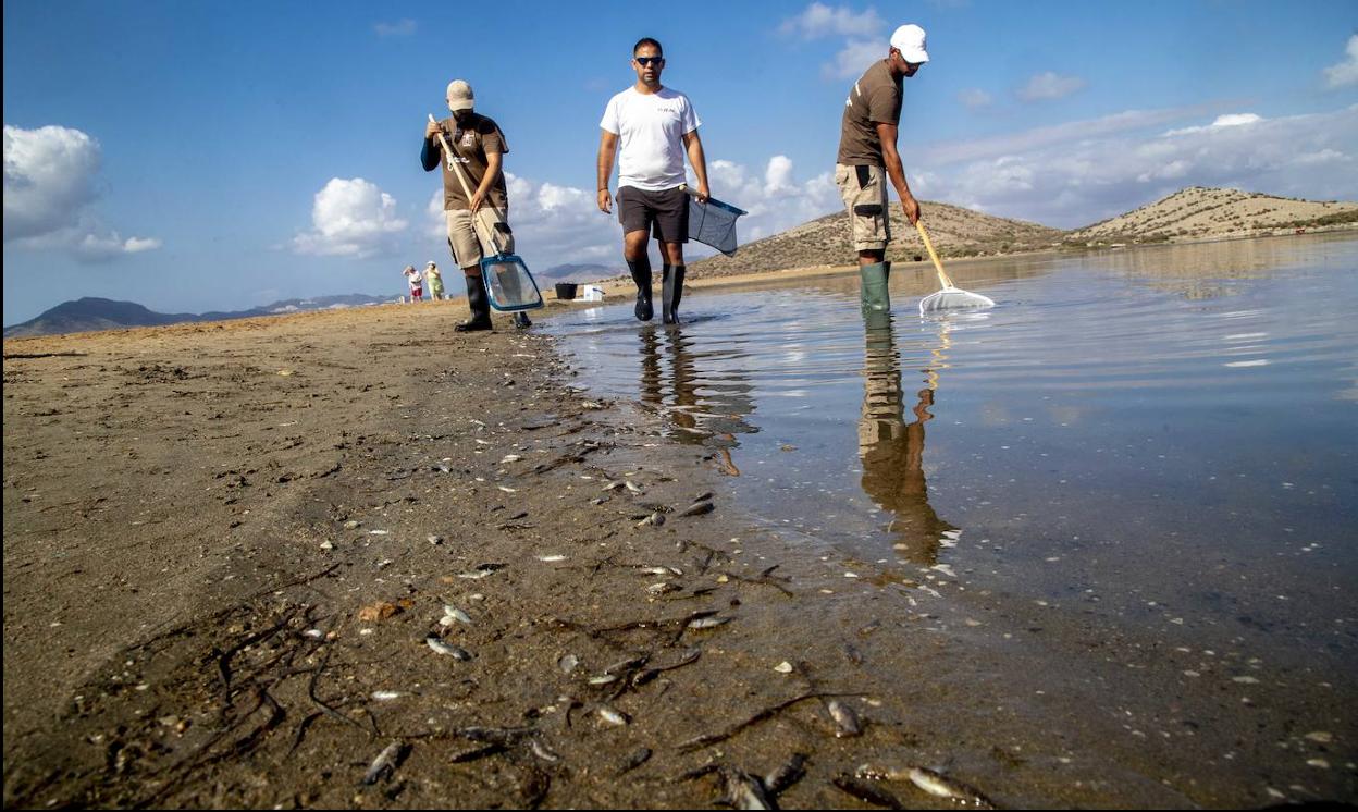 Operarios de la limpieza sacan peces muertos, este jueves, en la playa de la Isla del Ciervo.