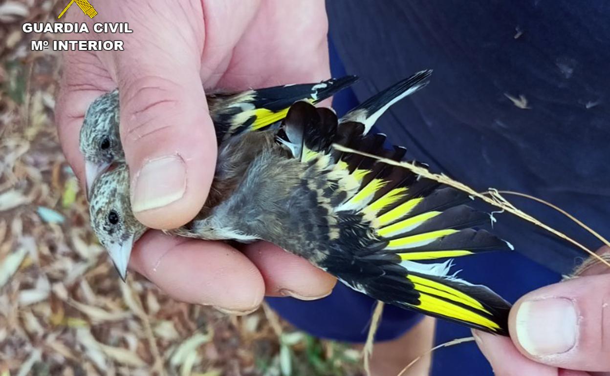 Jilgueros utilizados como reclamo. 