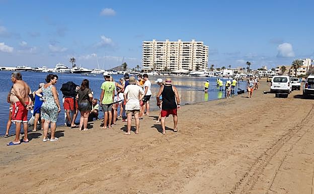 Operarios del servicio de limpieza de la Comunidad y ecologistas retiran restos de peces en la playa de Puerto Bello, este viernes.