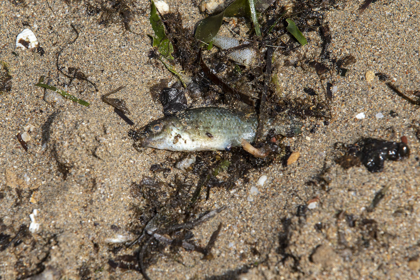 Fotos: Cierran de nuevo las playas cartageneras de La Manga por la aparición de más peces muertos por sexto día en el Mar Menor