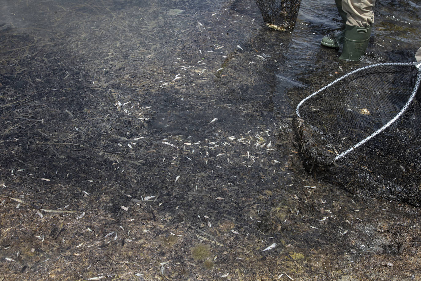 Fotos: Cierran de nuevo las playas cartageneras de La Manga por la aparición de más peces muertos por sexto día en el Mar Menor