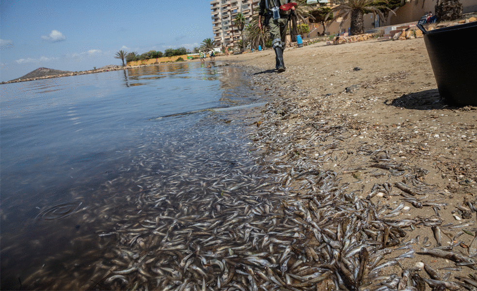 La indignación vecinal se dispara en el Mar Menor: «Da mucha pena e impotencia; es una ciénaga»