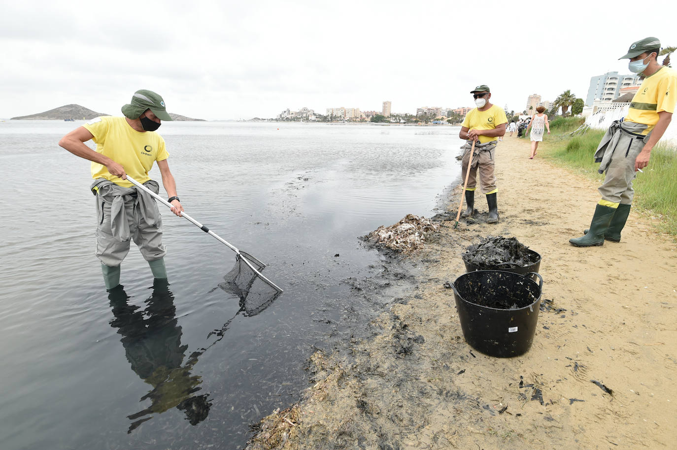 Fotos: Nuevo cierre de playas al cumplirse una semana con peces muertos en el Mar Menor
