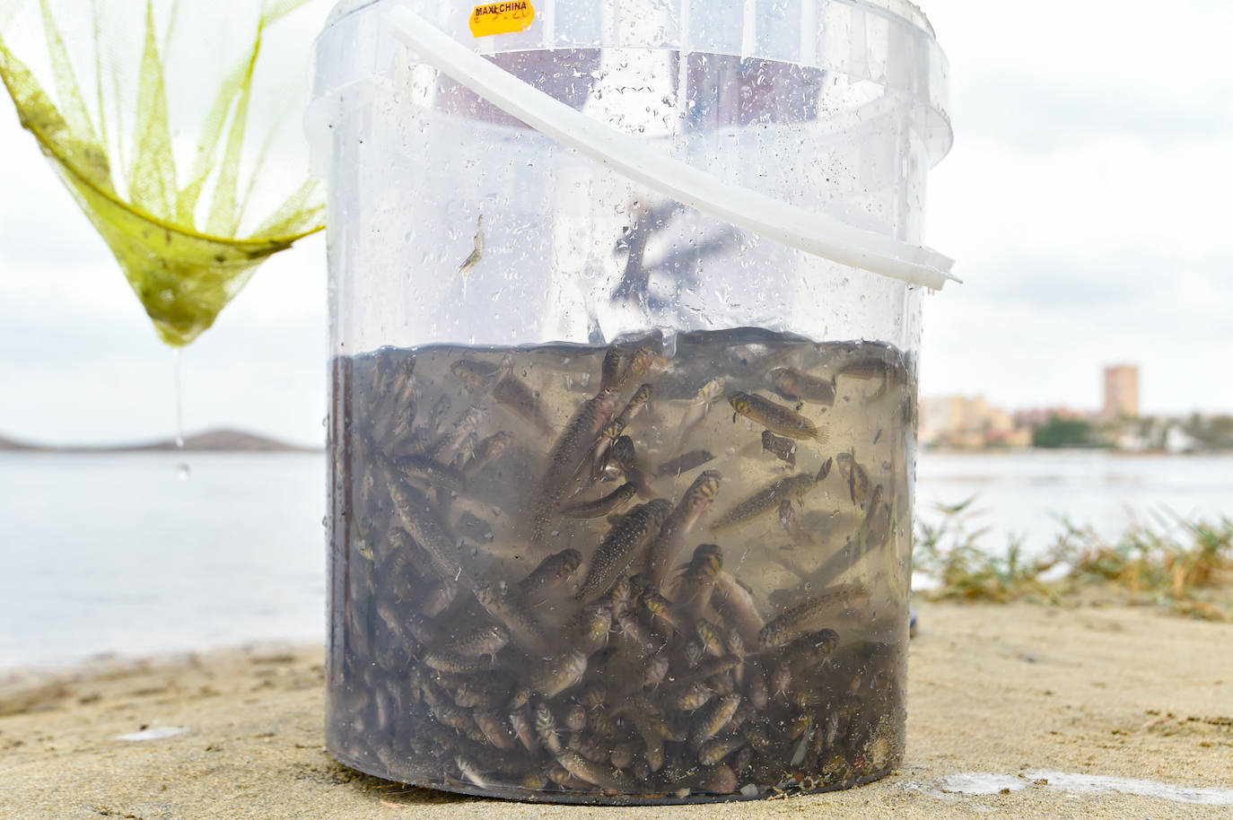 Fotos: Nuevo cierre de playas al cumplirse una semana con peces muertos en el Mar Menor