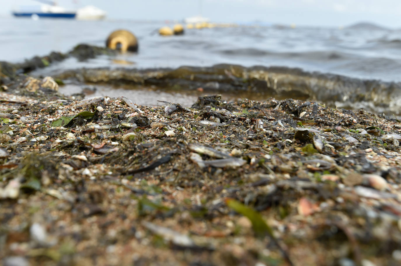 Fotos: Nuevo cierre de playas al cumplirse una semana con peces muertos en el Mar Menor