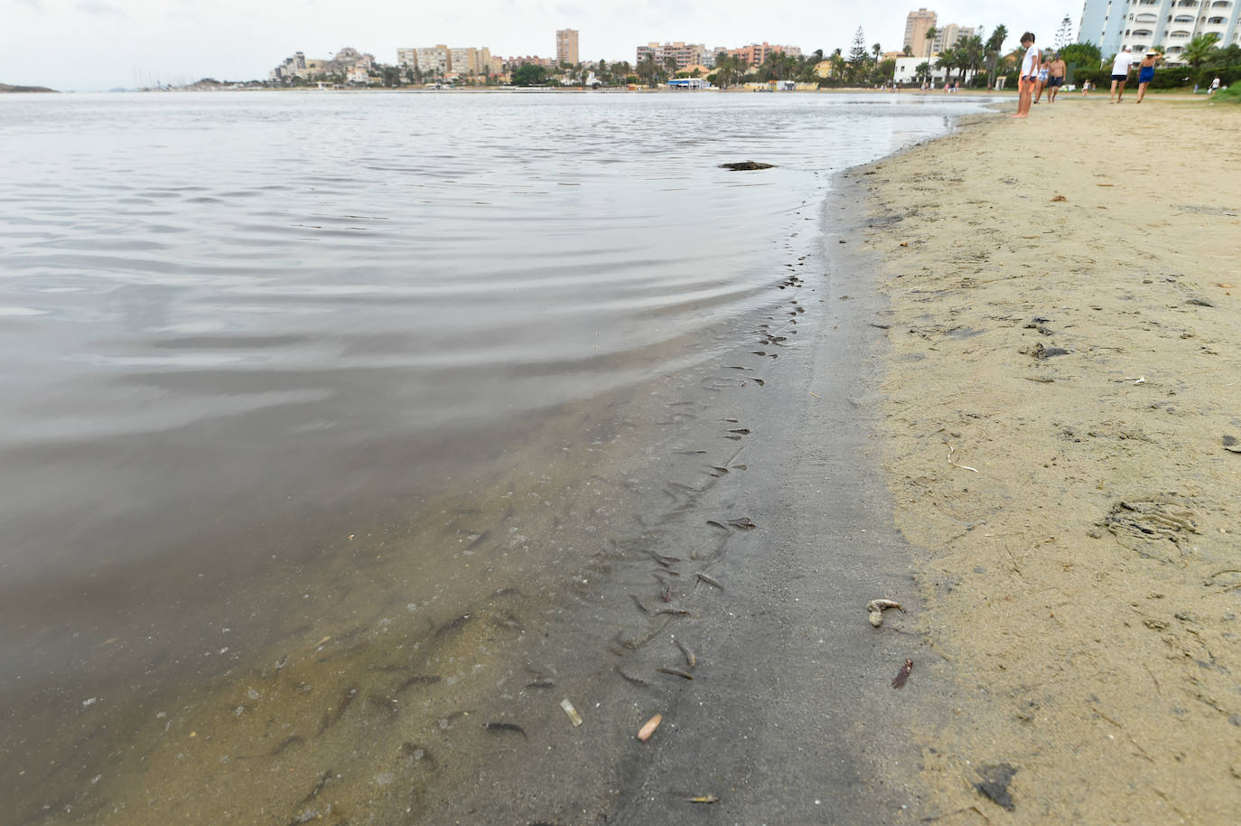 Fotos: Nuevo cierre de playas al cumplirse una semana con peces muertos en el Mar Menor