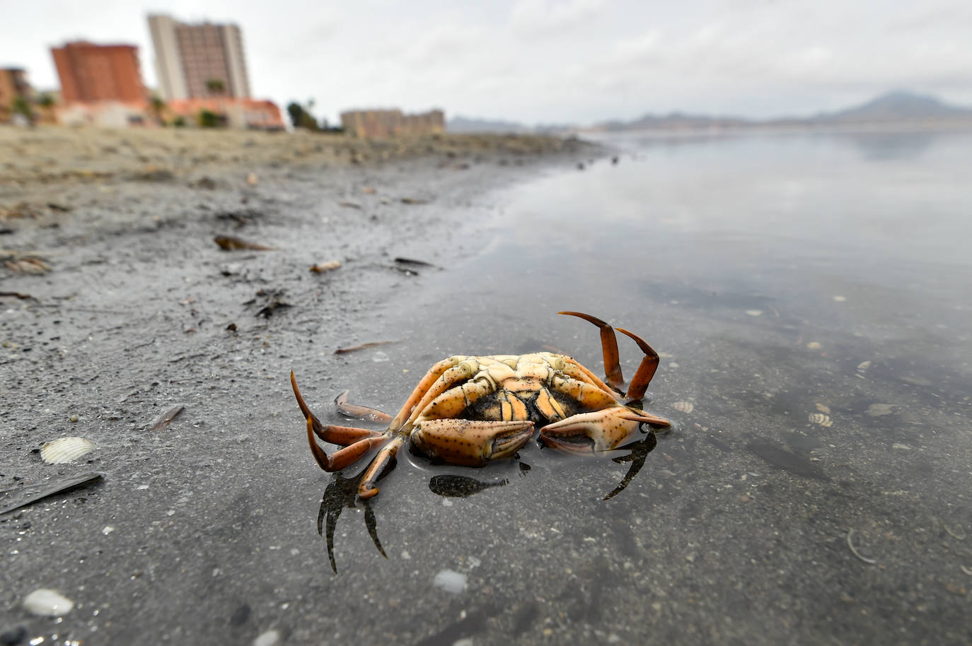 Un cangrejo muerto, ayer en la playa de Cavanna en La Manga, una de las más afectadas por el desastre ecológico en el Mar Menor. 