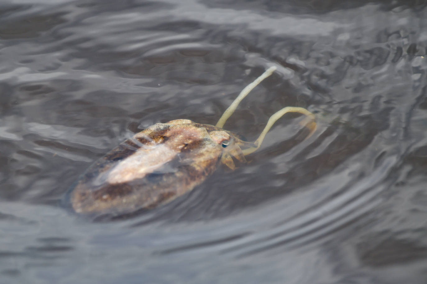 Fotos: Nuevo cierre de playas al cumplirse una semana con peces muertos en el Mar Menor