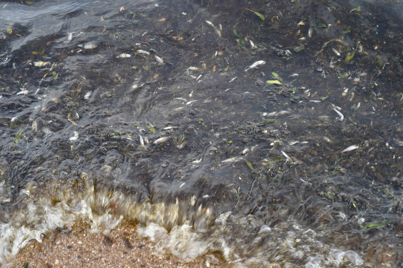 Fotos: Nuevo cierre de playas al cumplirse una semana con peces muertos en el Mar Menor