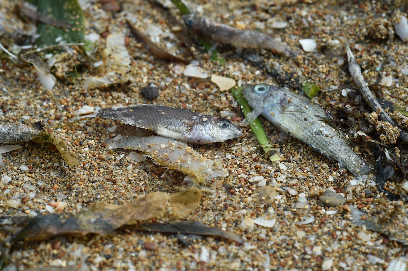 Fotos: Nuevo cierre de playas al cumplirse una semana con peces muertos en el Mar Menor