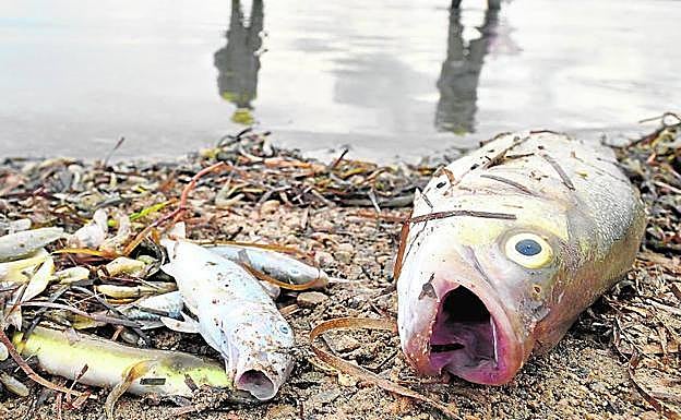Una gran lubina, rodeada de otros peces muertos, en 2019, en la orilla de la playa de Villananitos, con la silueta de dos agentes medioambientales reflejada en el agua.
