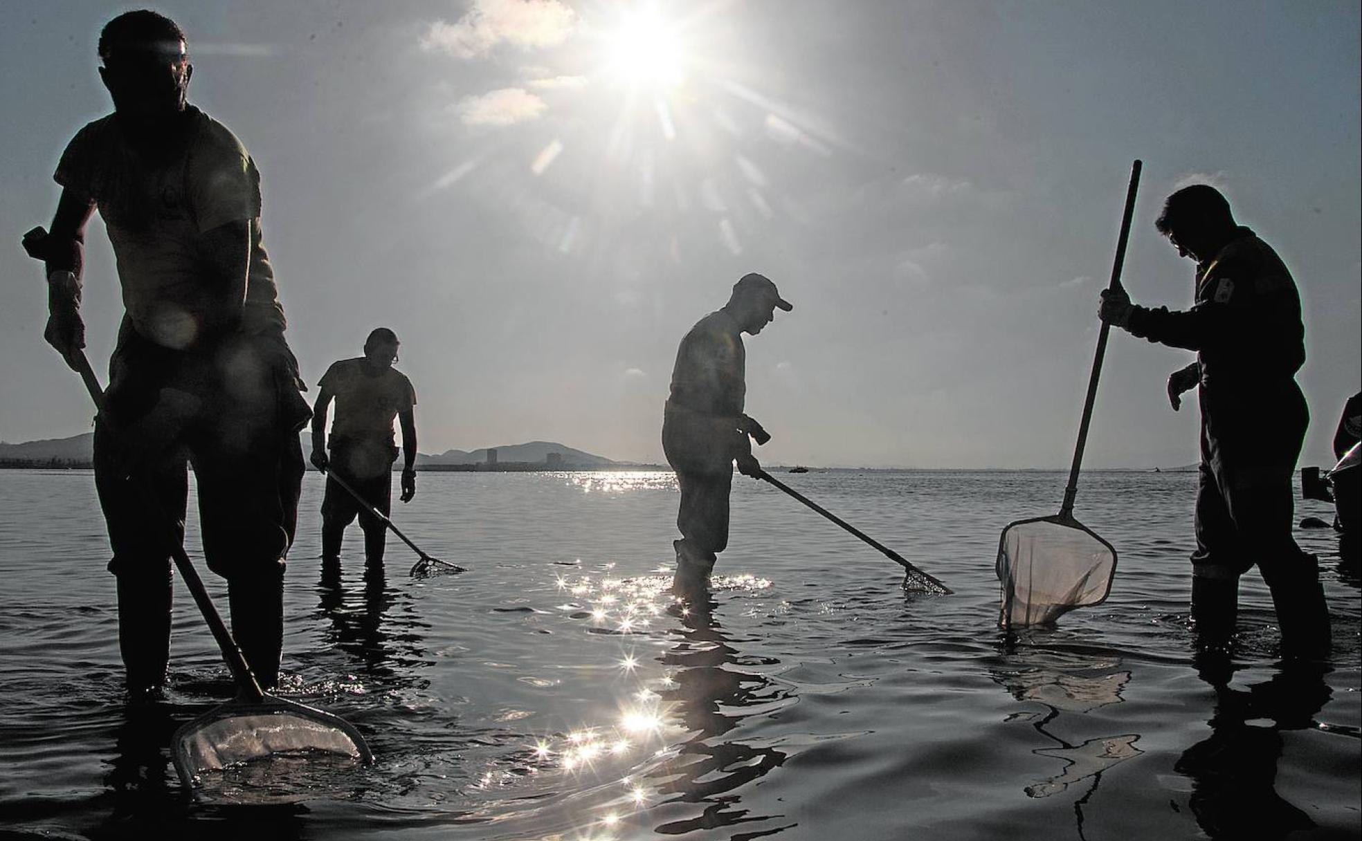 Limpieza de peces muertos en playas de La Manga.