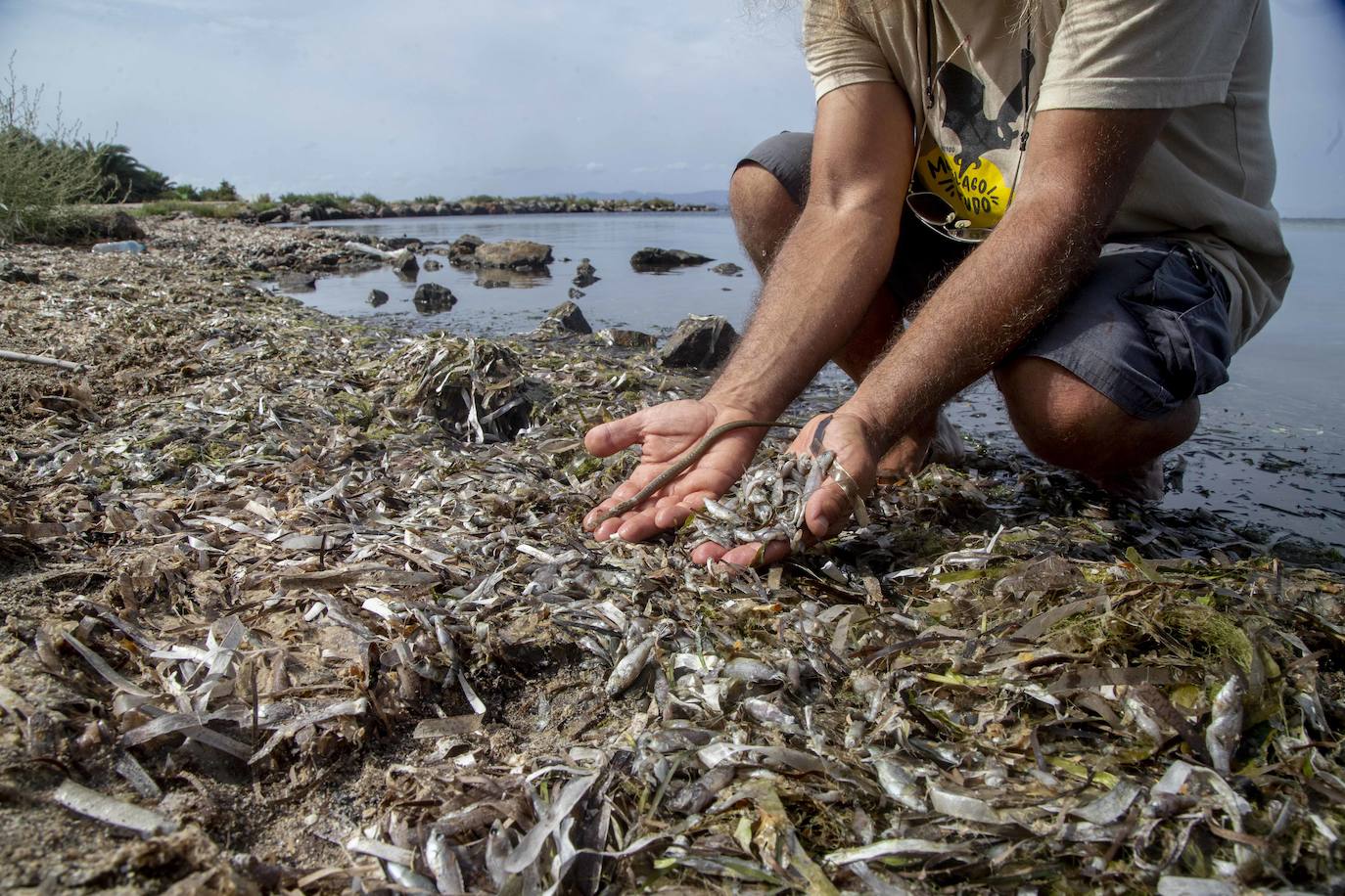 Fotos: La semana empieza con más peces muertos en el Mar Menor, hoy en la zona norte de La Manga