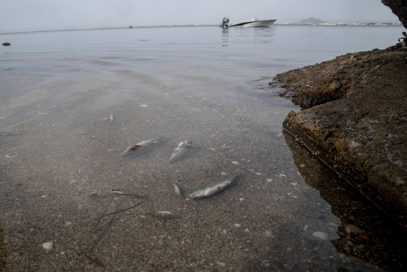 Fotos: La semana empieza con más peces muertos en el Mar Menor, hoy en la zona norte de La Manga