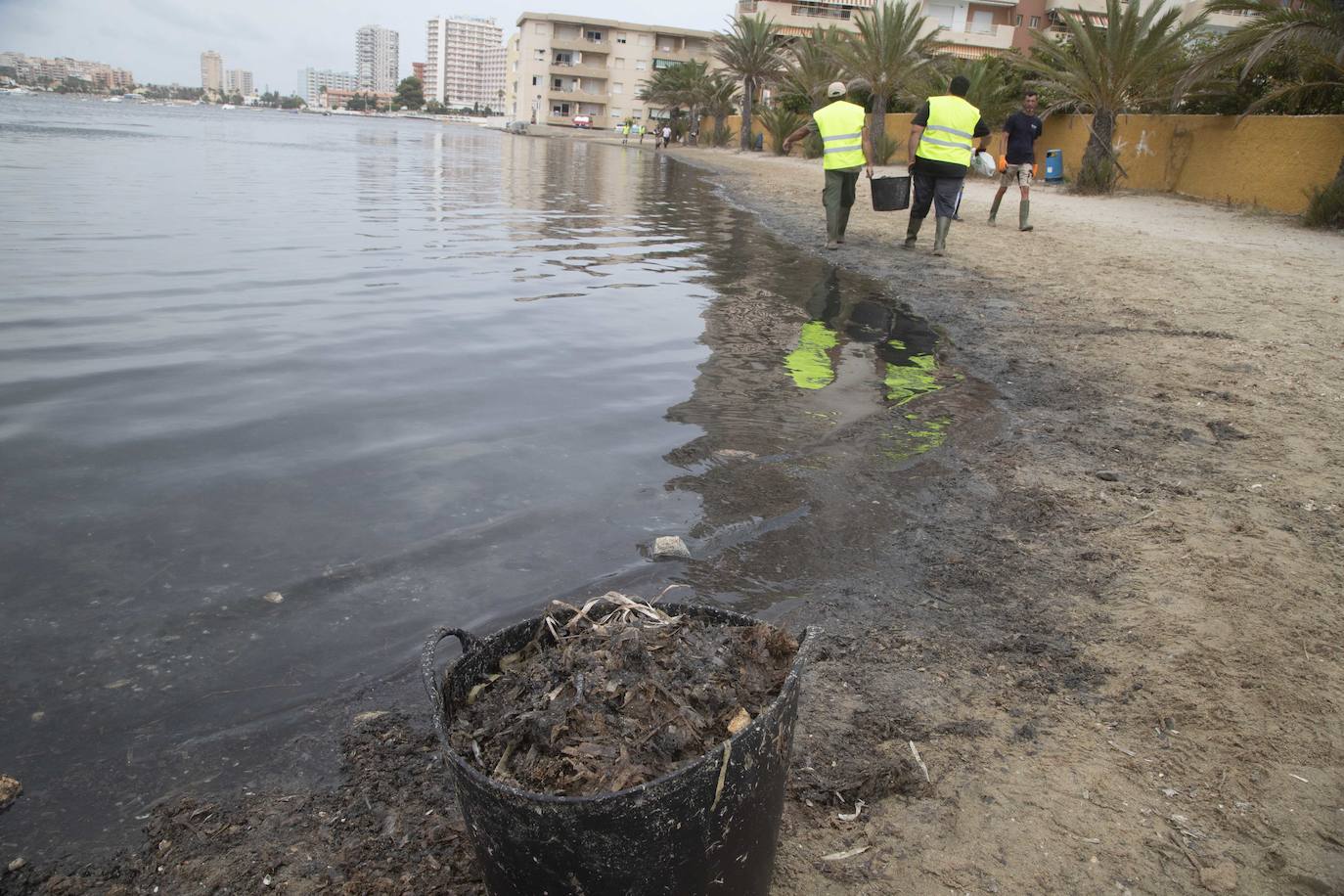 Fotos: La semana empieza con más peces muertos en el Mar Menor, hoy en la zona norte de La Manga