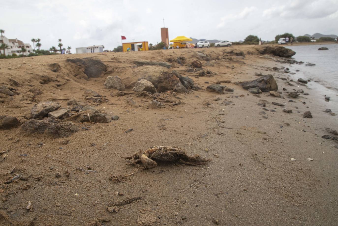 Fotos: La semana empieza con más peces muertos en el Mar Menor, hoy en la zona norte de La Manga