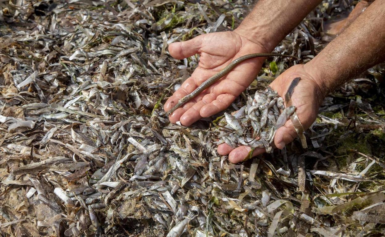 Restos de peces muertos en la playa de La Veneziola.