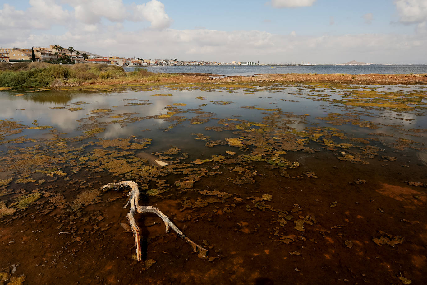 Fotos: Estado del Mar Menor durante el nuevo episodio de mortandad de peces