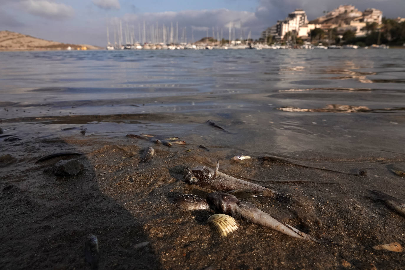 Fotos: Estado del Mar Menor durante el nuevo episodio de mortandad de peces