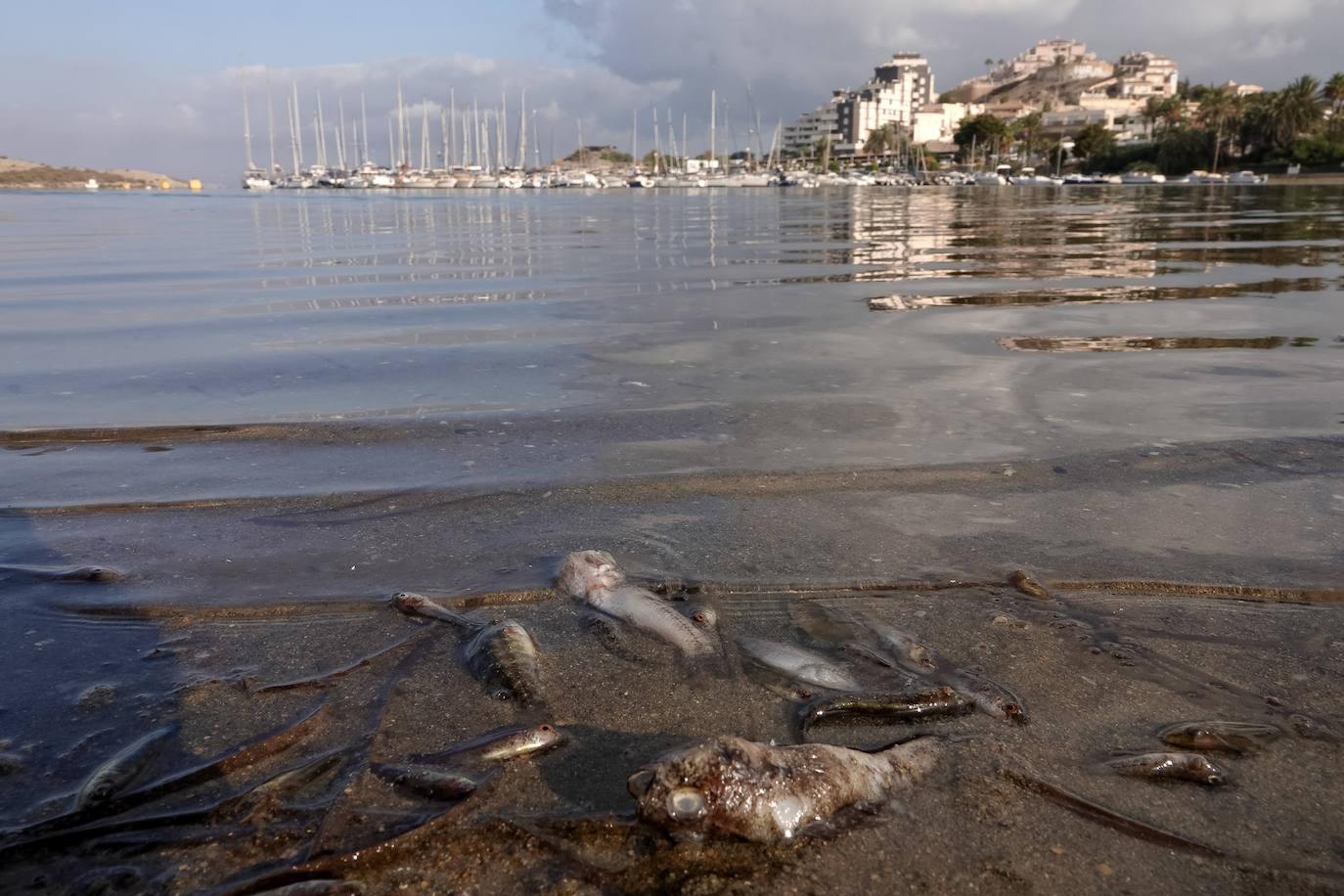 Fotos: Estado del Mar Menor durante el nuevo episodio de mortandad de peces