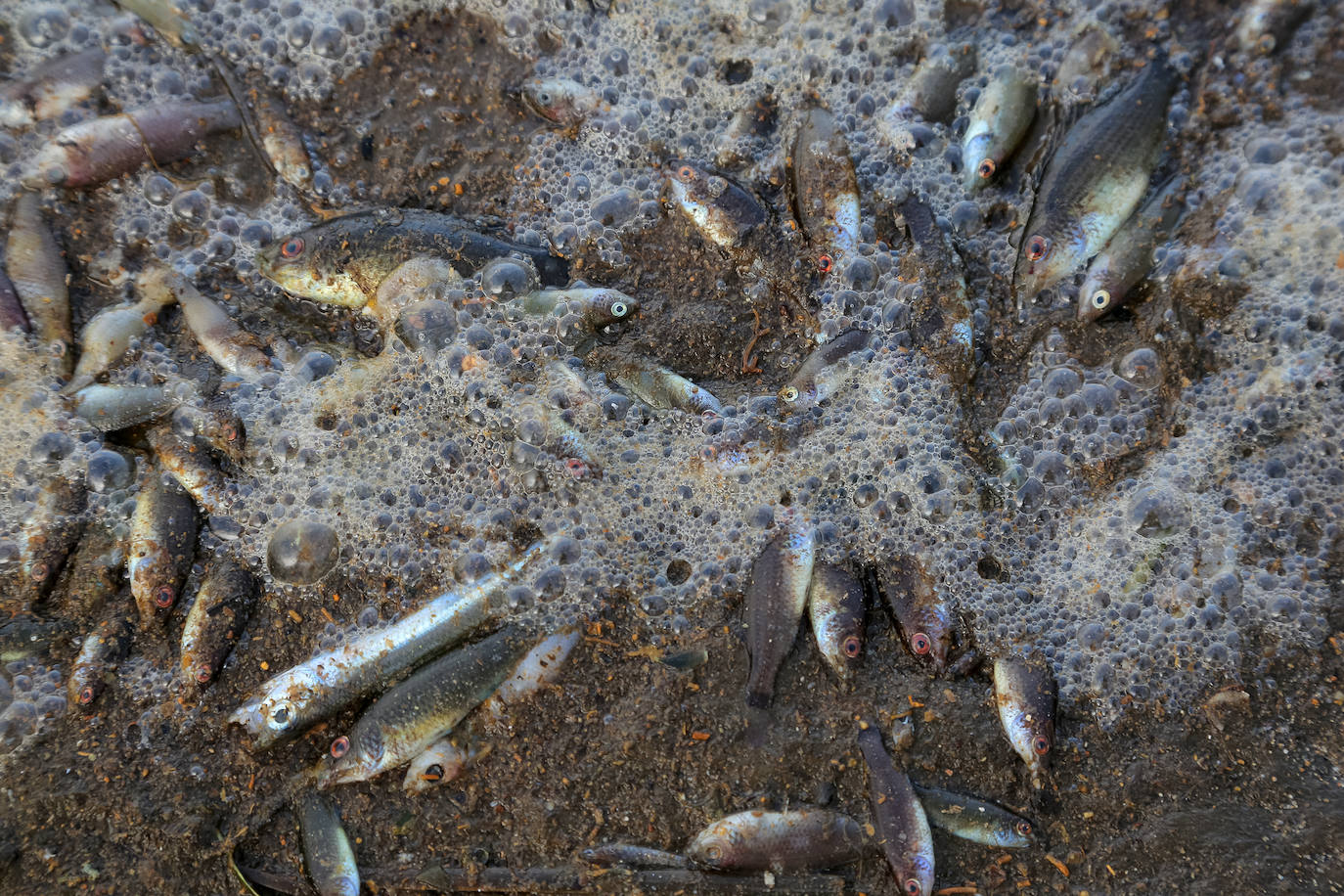 Fotos: Estado del Mar Menor durante el nuevo episodio de mortandad de peces