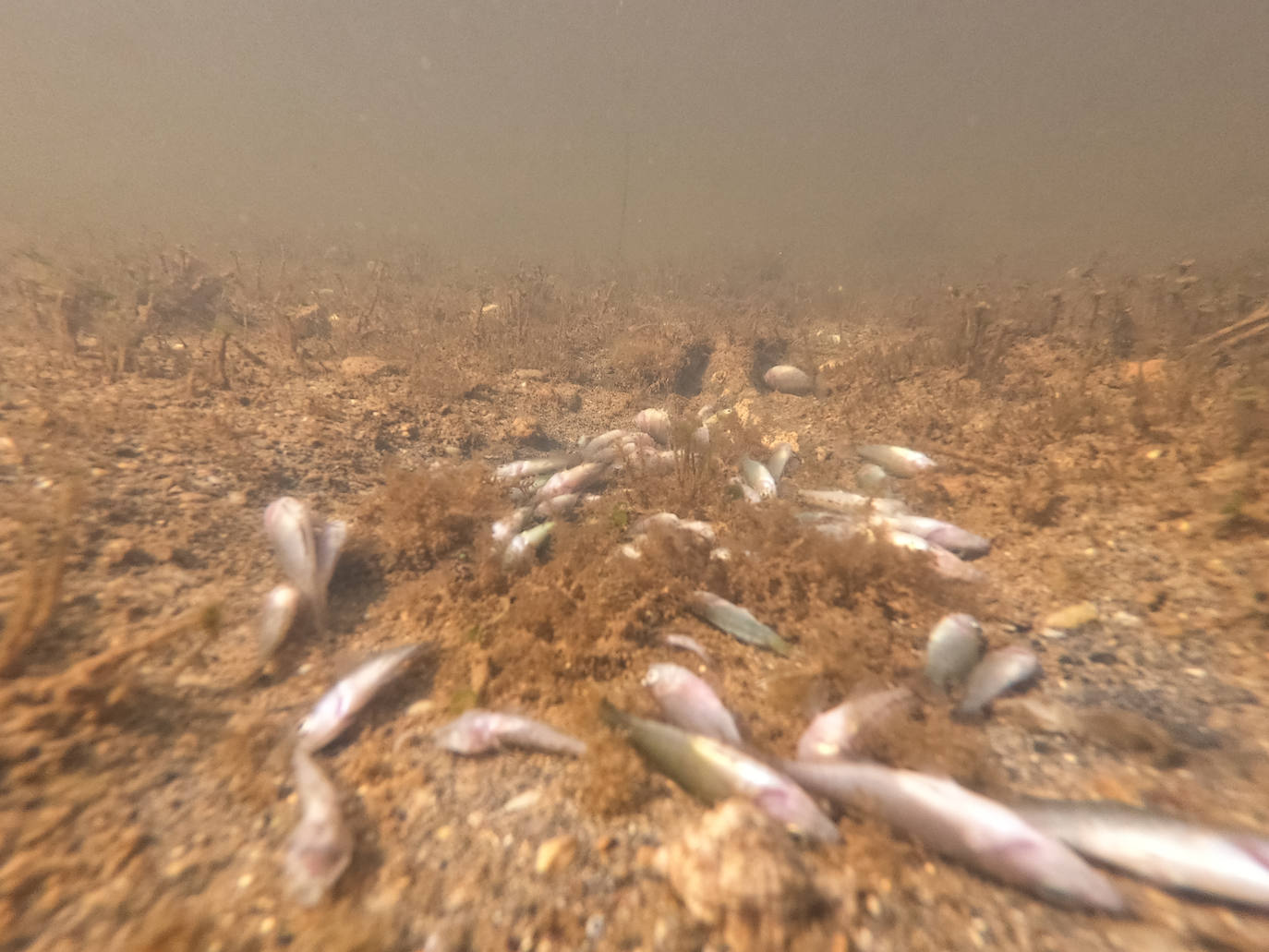 Fotos: Estado del Mar Menor durante el nuevo episodio de mortandad de peces