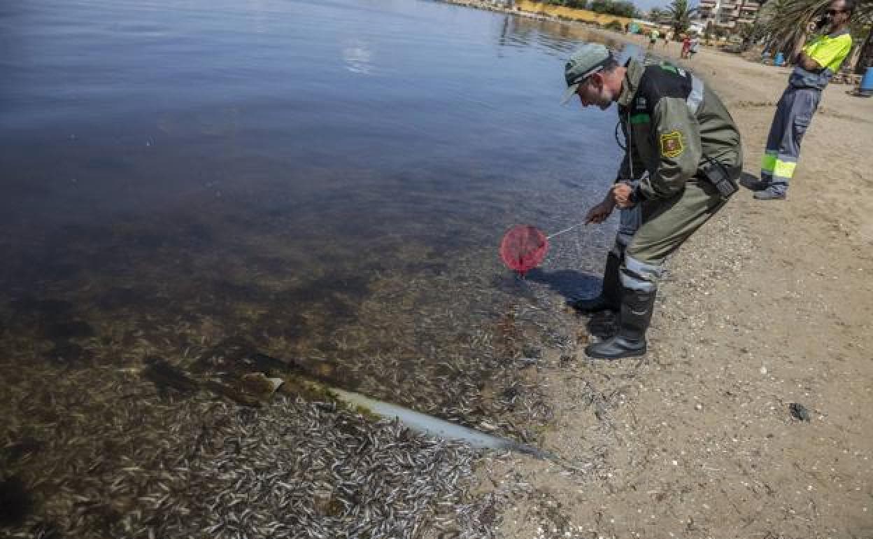 Restos de peces muertos en el Mar Menor, durante el último episodio de anoxia. 