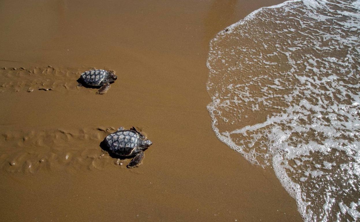 Dos tortugas bobas liberadas en Calblanque, en una imagen de archivo. 
