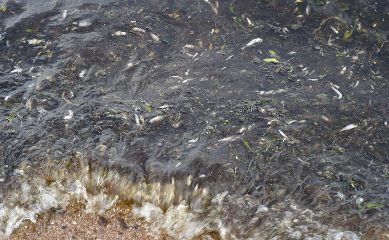 Peces muertos en el Mar Menor, en una imagen de archivo