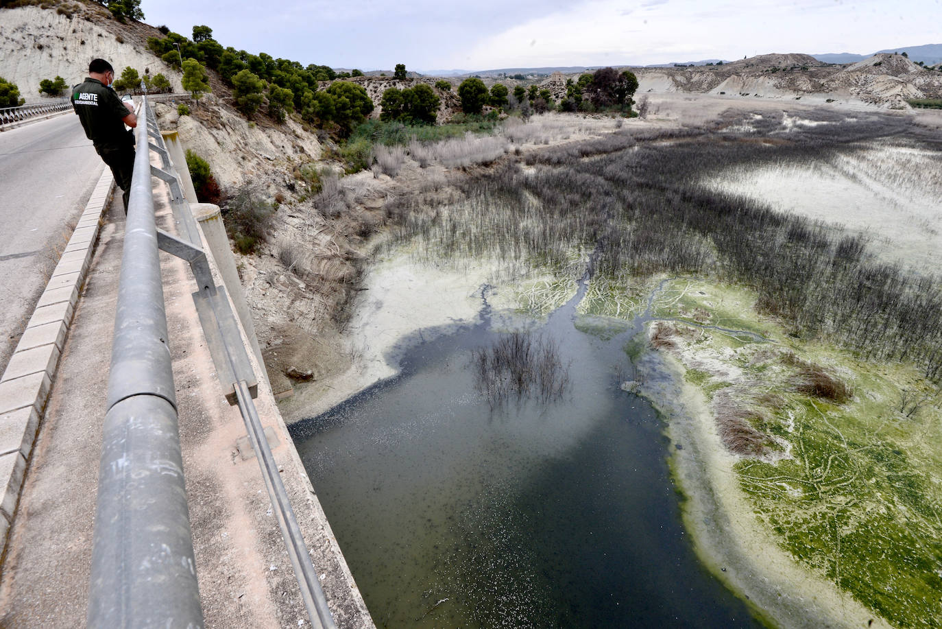 Fotos: Mueren miles de peces en el embalse de Los Rodeos