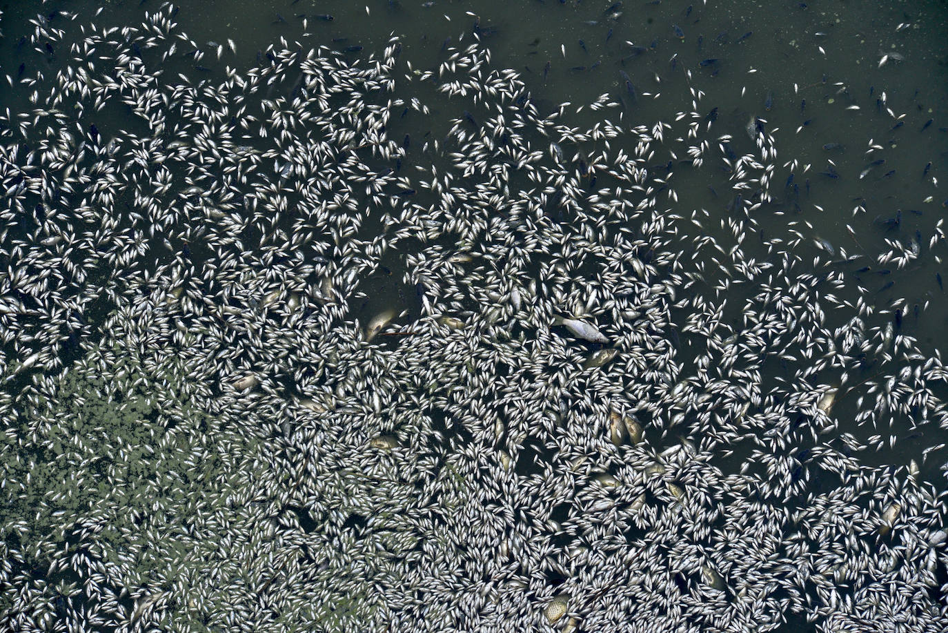 Fotos: Mueren miles de peces en el embalse de Los Rodeos