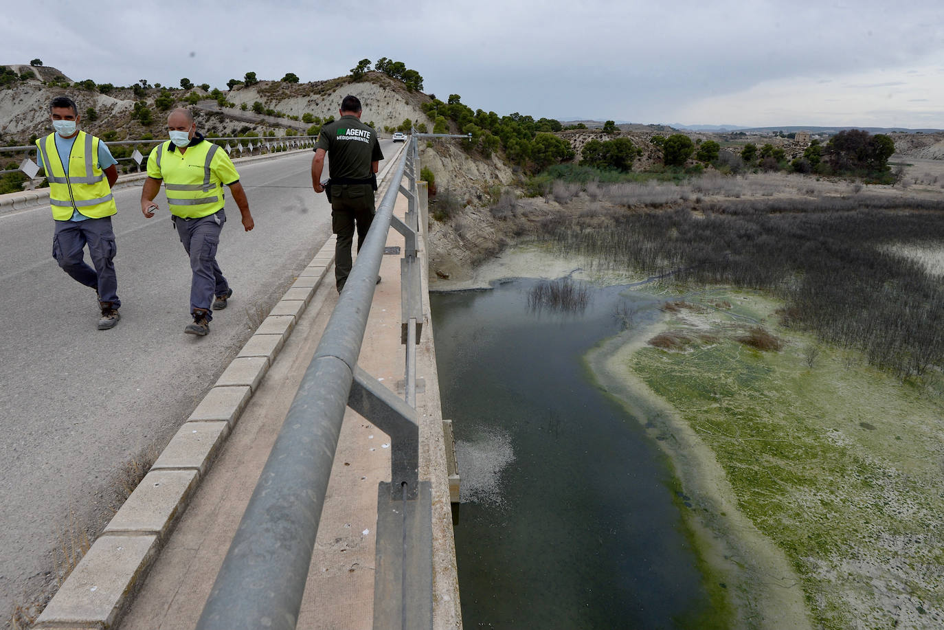 Fotos: Mueren miles de peces en el embalse de Los Rodeos