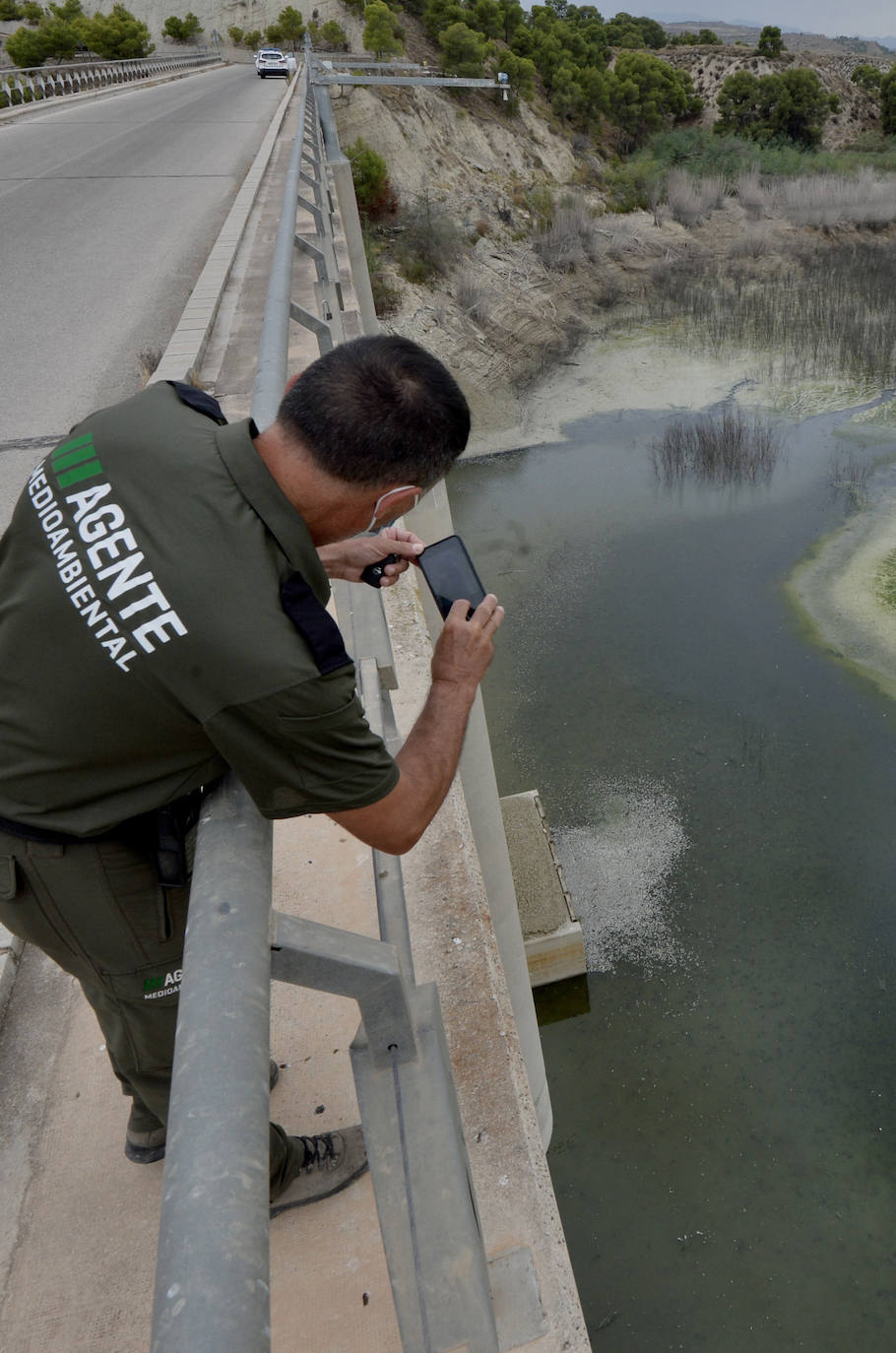 Fotos: Mueren miles de peces en el embalse de Los Rodeos