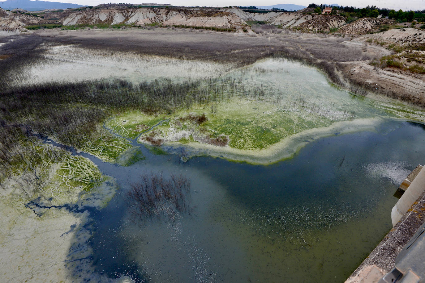Fotos: Mueren miles de peces en el embalse de Los Rodeos
