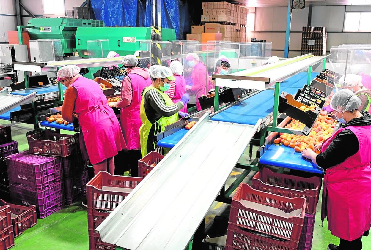 Instalaciones de una cooperativa murciana durante la pasada campaña de fruta. 