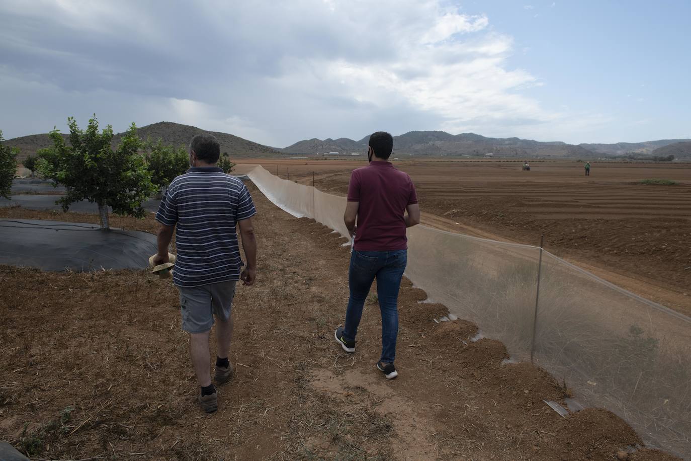 Fotos: Cultivos bajo control en la zona del Mar Menor