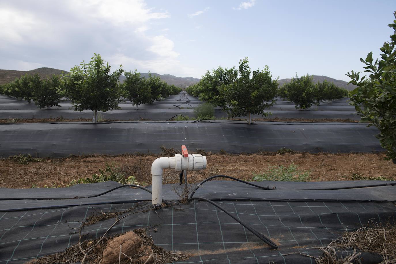 Fotos: Cultivos bajo control en la zona del Mar Menor