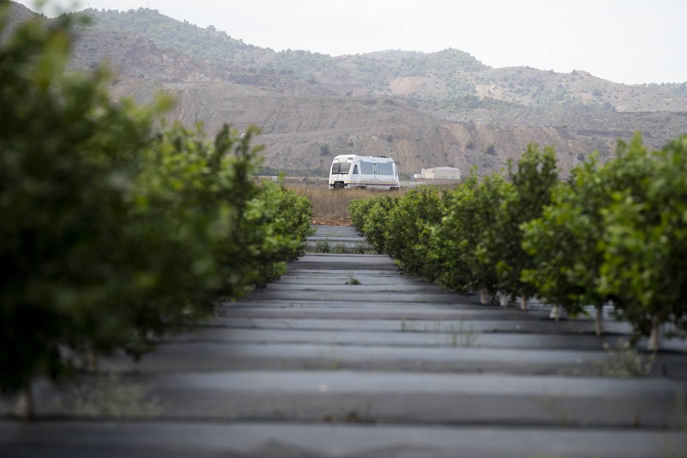 Fotos: Cultivos bajo control en la zona del Mar Menor