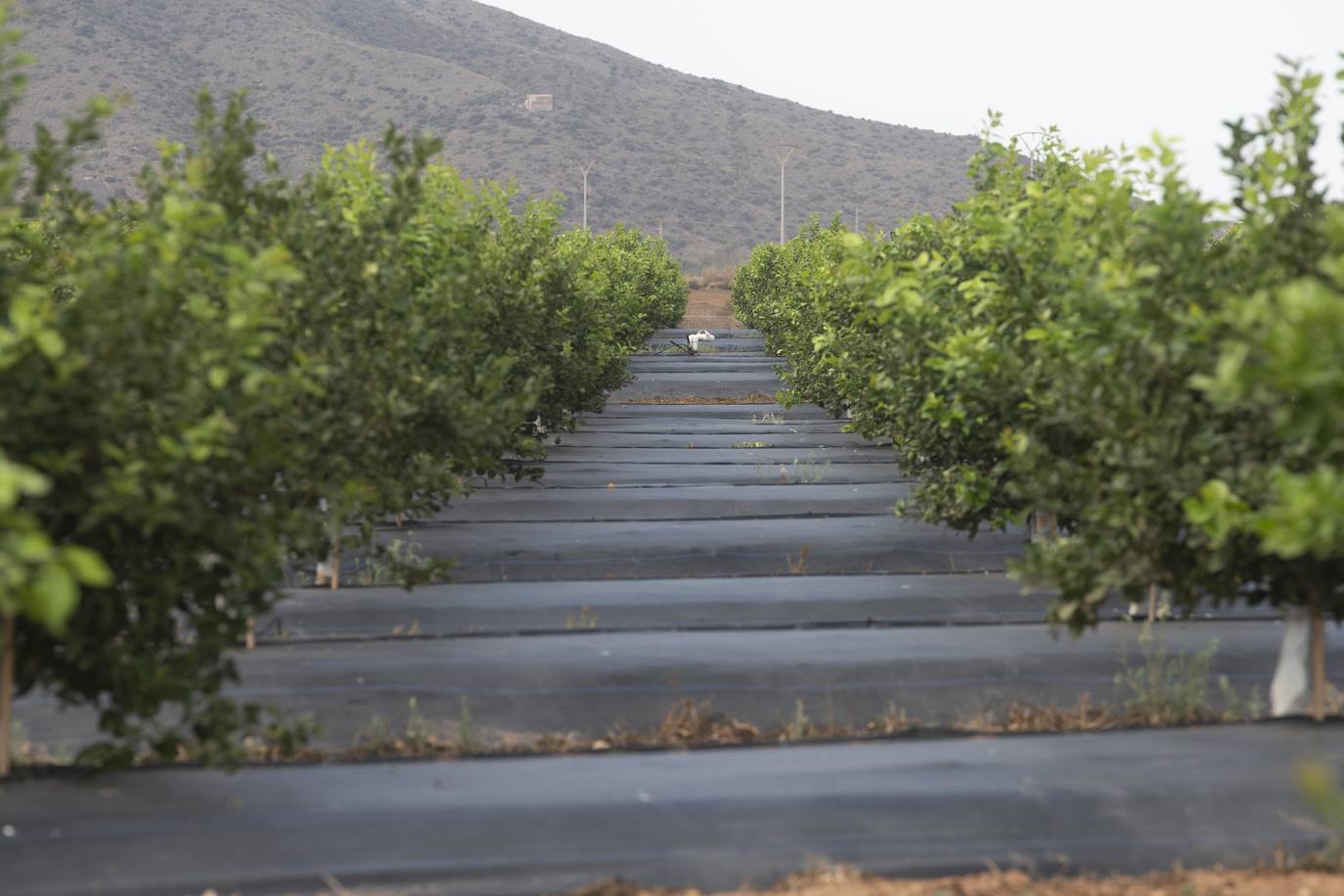 Fotos: Cultivos bajo control en la zona del Mar Menor