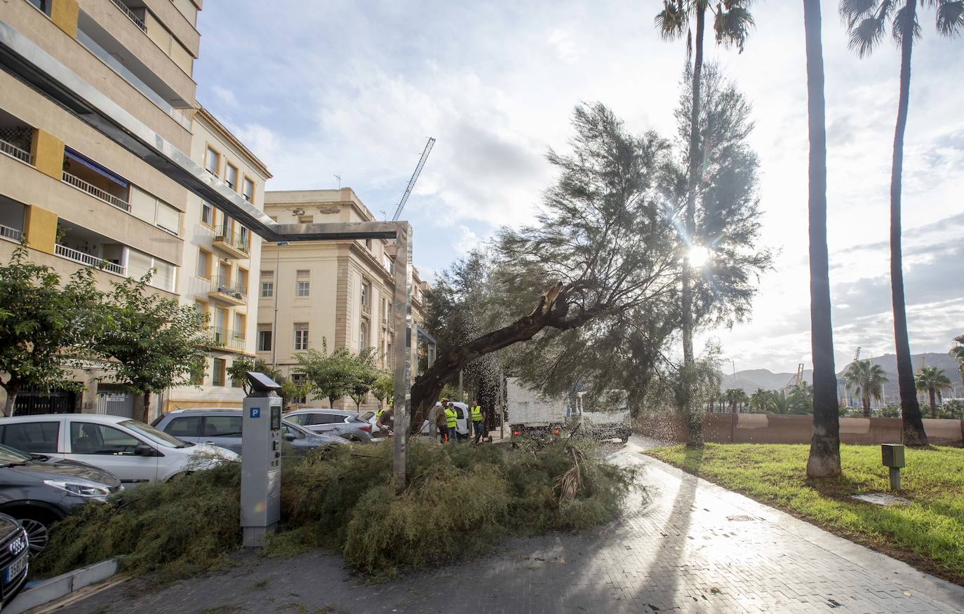 Fotos: Un fuerte aguacero derriba árboles y anega calles en Cartagena