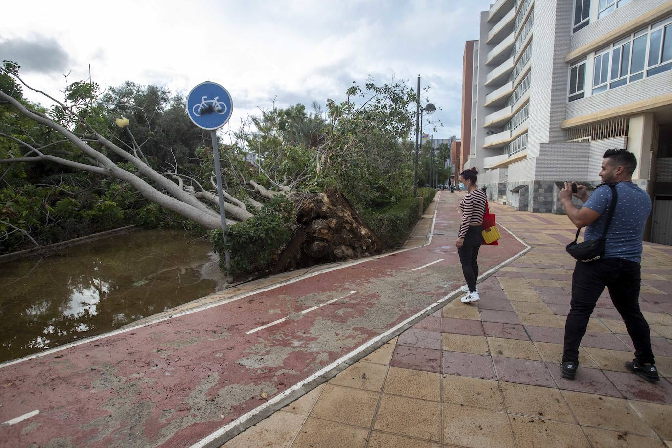 Fotos: Un fuerte aguacero derriba árboles y anega calles en Cartagena