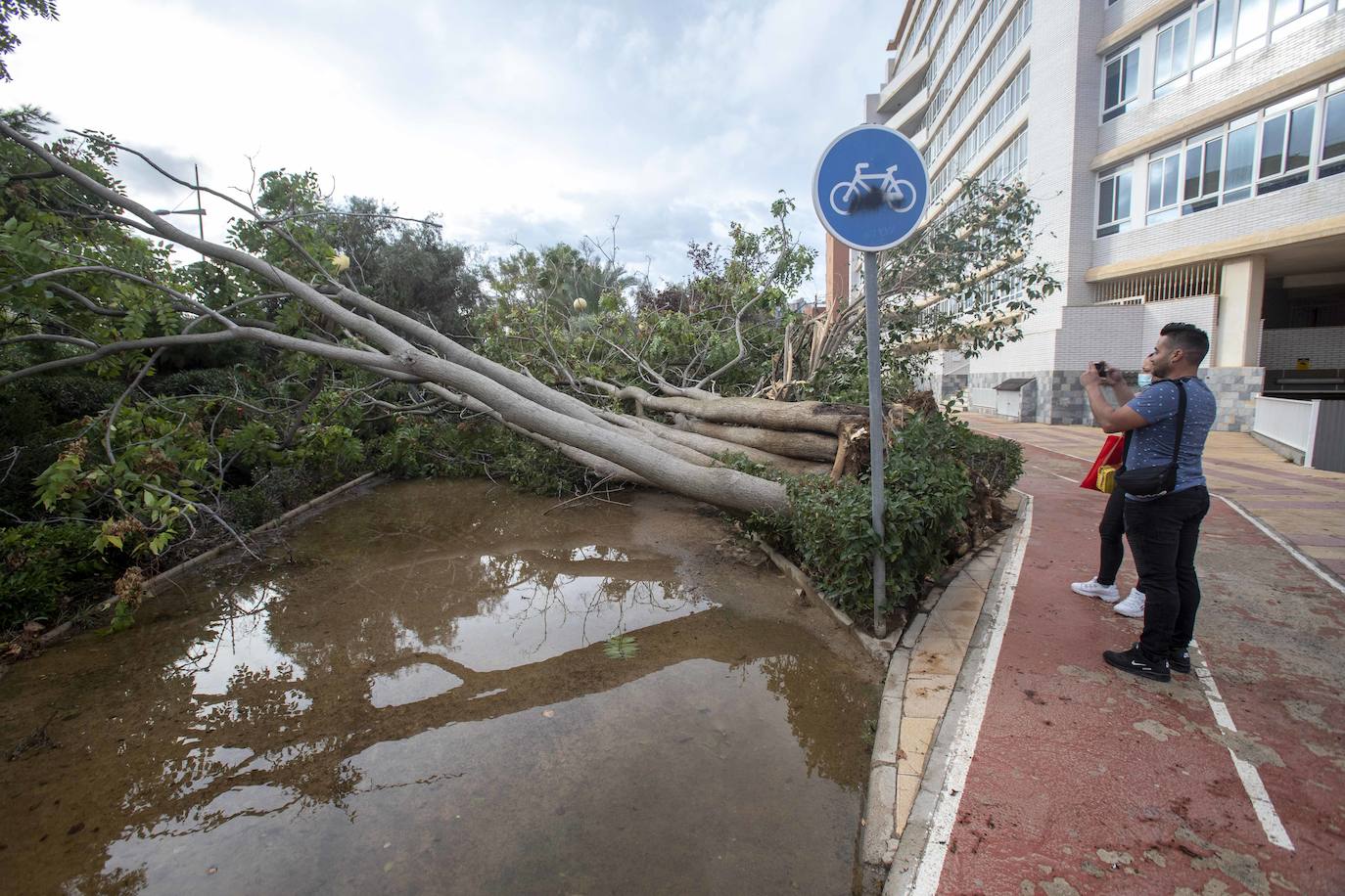 Fotos: Un fuerte aguacero derriba árboles y anega calles en Cartagena