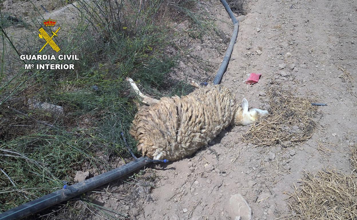 Una de las ovejas muertas en la granja en La Aljorra. 