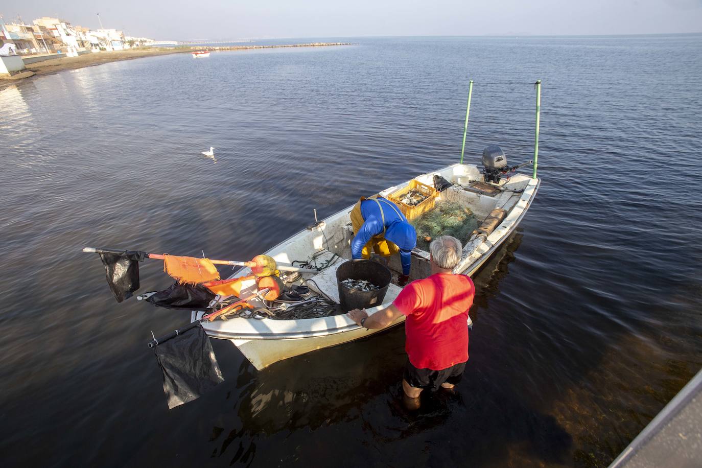 Fotos: La anoxia del Mar Menor que se sufre en tierra