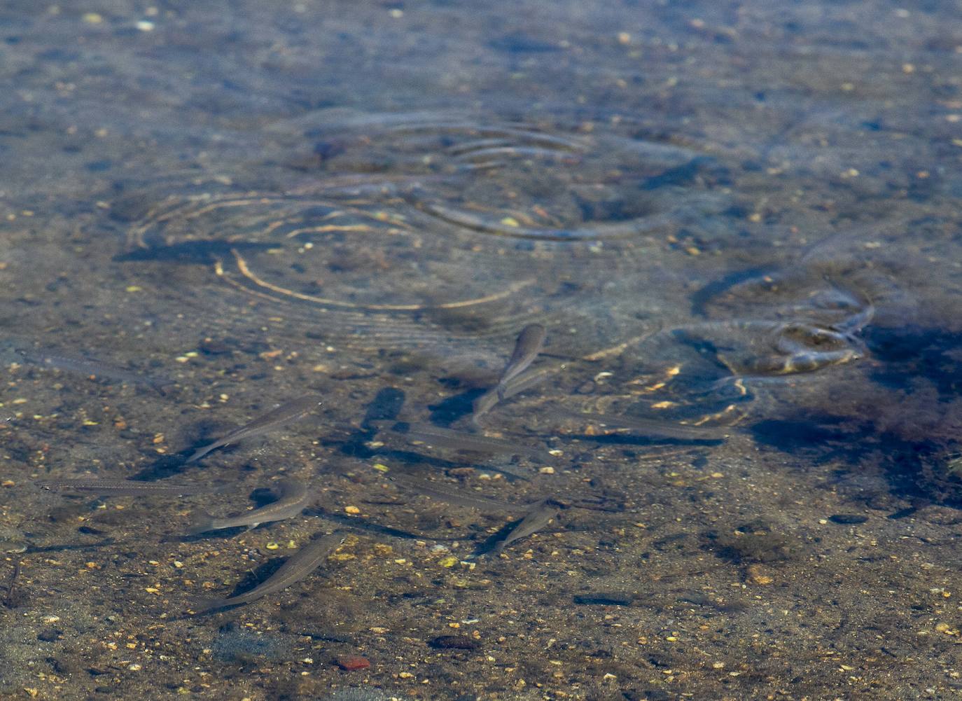 Fotos: La anoxia del Mar Menor que se sufre en tierra