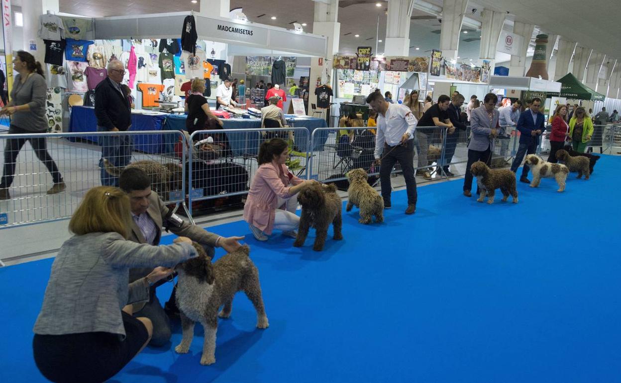La Exposición Internacional Canina regresa a Ifepa el 13 y 14 de noviembre. 